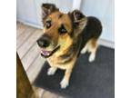 Adopt Kiara a German Shepherd Dog
