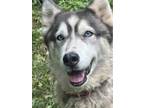 Adopt Shadow a Husky