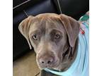 Adopt Chanel a Basset Hound, Pit Bull Terrier