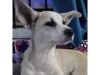 Adopt Saddie a Jack Russell Terrier