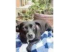Adopt Tootsie a Pug, Basenji