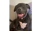 Adopt Koko a American Staffordshire Terrier