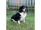 Adopt Winnie a Basset Hound, Beagle