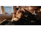 Adopt Ruby a Staffordshire Bull Terrier, Husky