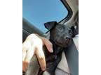 Adopt Donatella a Mixed Breed