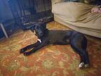 Gracie Labrador Retriever Young Female