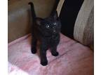 Bao Domestic Shorthair Kitten Male