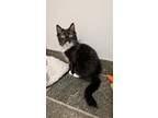 Spade Domestic Longhair Kitten Female