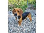 Biscotti (6248) Beagle Adult Female