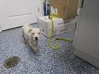 Sugar Labrador Retriever Puppy Female