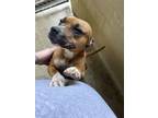 Adopt Roxy a Boxer