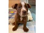 Beauregard Labrador Retriever Puppy Male
