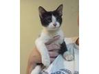 Scamper Domestic Shorthair Kitten Male