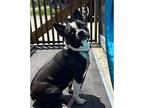 FRENCH FRY French Bulldog Young Male