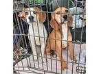 S'More Beagle Puppy Male