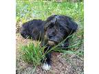 Banjo Shih Tzu Puppy Male