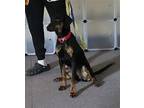 Isabella ('Bella') Doberman Pinscher Female
