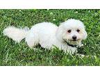 Rudy Maltipoo Young Male