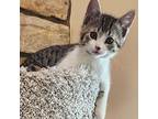 Lillie Domestic Shorthair Kitten Female