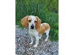 Marmalade (6249) Beagle Adult Female