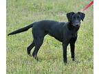 Masha Labrador Retriever Young Female