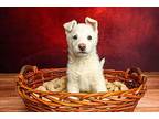 Onyx Mixed Breed (Large) Puppy Male