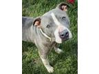 Joy American Pit Bull Terrier Adult Female