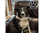 Pepe Border Collie Young Male