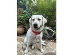 Jinx Labrador Retriever Young Female