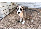 LUNA Australian Shepherd Puppy Female
