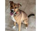 Adopt Layla a German Shepherd Dog, Chow Chow