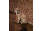 Adopt Pumpkin a Domestic Short Hair