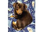 Monty (6241) Chihuahua Puppy Male