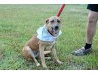 BG Labrador Retriever Young Female