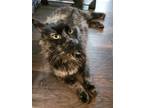 Adopt Azalea a Maine Coon, Domestic Short Hair