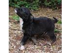 Triton Australian Shepherd Puppy Male