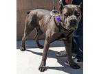 Electra Cane Corso Young Female