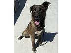 Rusty German Shepherd Dog Young Male