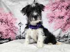 Willie Terrier (Unknown Type, Small) Puppy Male