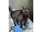 6244 (Sunshine) Domestic Shorthair Young Female