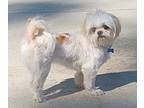 Sadie Shih Tzu Adult Female