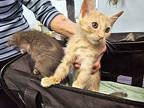 Samson Domestic Shorthair Kitten Male