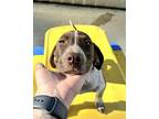 Kira Catahoula Leopard Dog Puppy Female