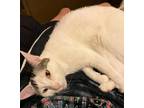 Adopt Star a Domestic Short Hair