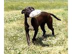 Kennedy Mixed Breed (Medium) Young Female