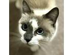Adopt Dolly a Siamese, Domestic Short Hair