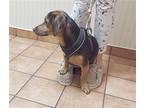 Baxter Dachshund Young Male