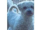 Daisy Bichon Frise Adult Female