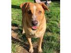 Adopt Jilly Bean a Labrador Retriever, Australian Cattle Dog / Blue Heeler