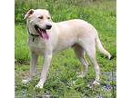 Moe Labrador Retriever Young Male